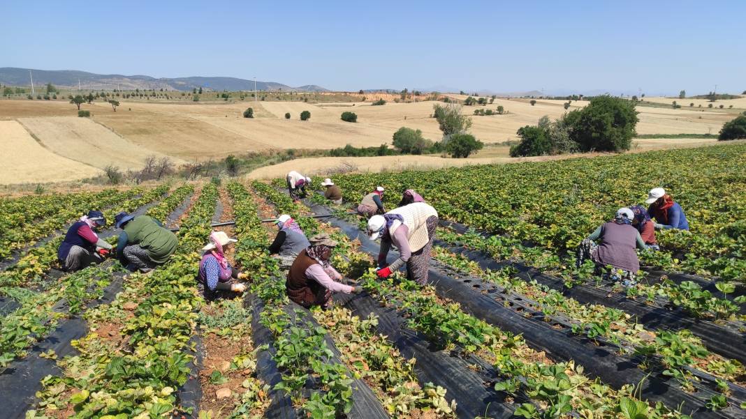 Konya’nın kırmızı altını için büyük adım 9